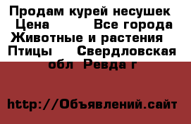 Продам курей несушек › Цена ­ 350 - Все города Животные и растения » Птицы   . Свердловская обл.,Ревда г.